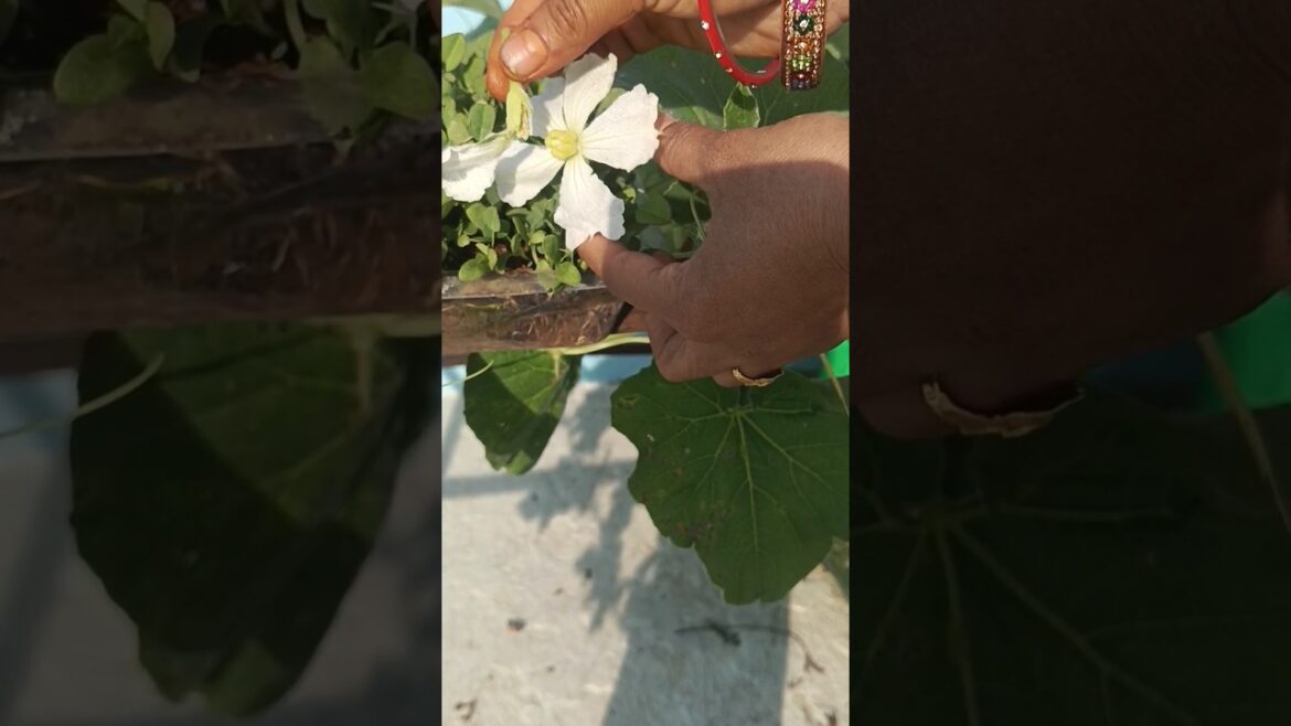 Hand pollination in bottle gourd 😍🥒 #ytviral #yutubeshorts #shortsfeed #flowers #vegetablegardening