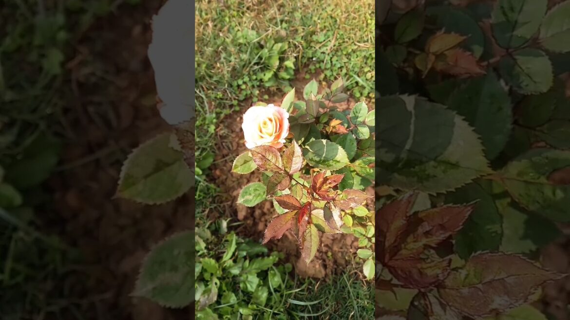 Rose Plantcare tips |#shortsfeed#ytshorts #youtubeshorts#gardening#garden#trendingshorts#viralshorts