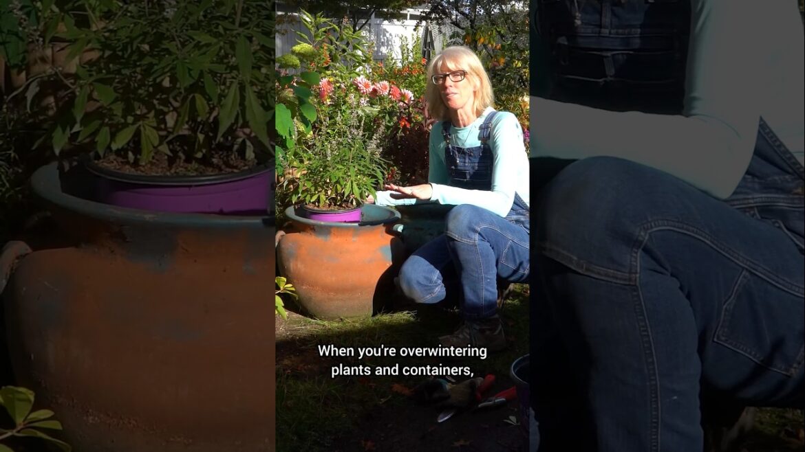 3 Easy Tips When Winterizing Your Container Plants! 3 Easy Tips When Winterizing Your Container Plants!