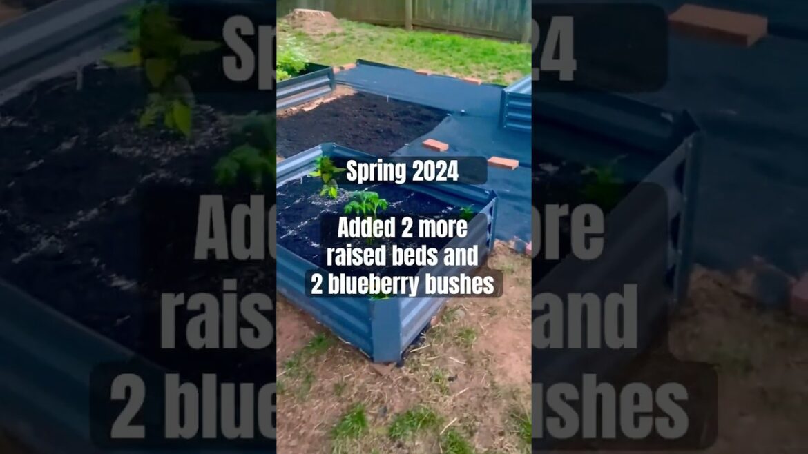 Progress into 2025 😆 #gardening #garden #backyardgardening  #newyear