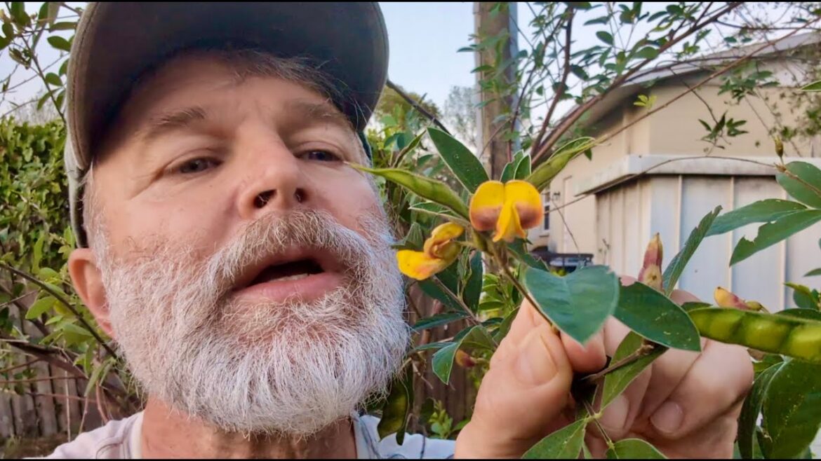My Goal For the New Year - This is My Florida Edible Garden