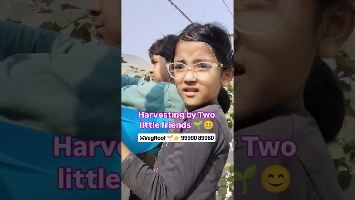 Benefits of Vertical Vegetable Gardening Benefits of Vertical Vegetable Gardening