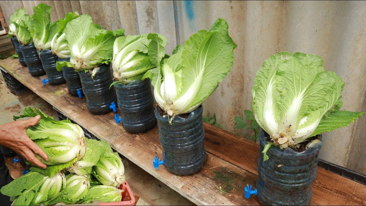 [No garden] Tips for growing cabbage in plastic bottles to grow quickly