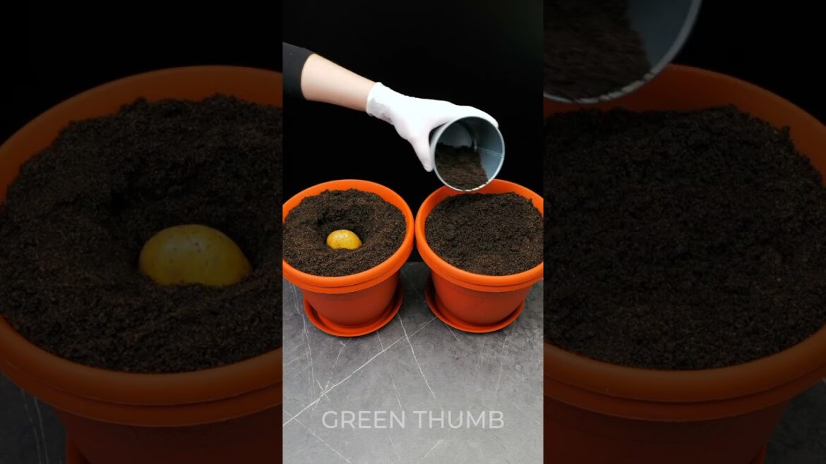 Quick and Easy Gardening Hacks for a Thriving Garden 🍀 Quick and Easy Gardening Hacks for a Thriving Garden 🍀