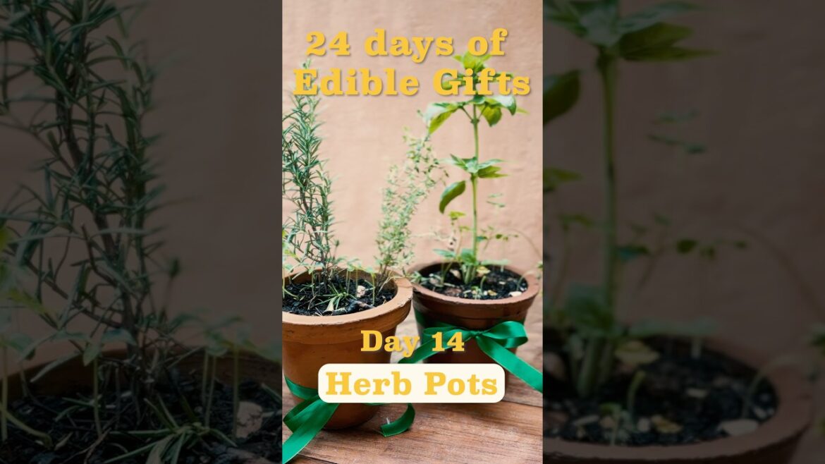 24 days of edible gifts day 14 herb pots!