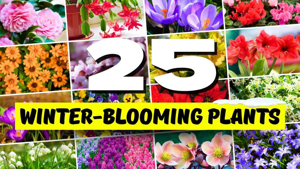 25 Winter-Blooming Plants That Bring Color to Your Garden ─ Flowering Plants for WINTER Interest