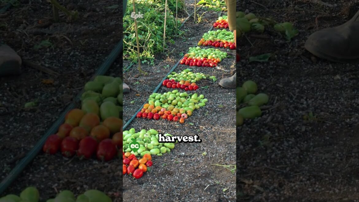 I buried food scraps under tomatoes and this happened...