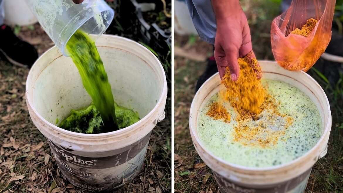 Make This Fertilizer at Home and Watch Your Garden EXPLODE with Growth! Make This Fertilizer at Home and Watch Your Garden EXPLODE with Growth!