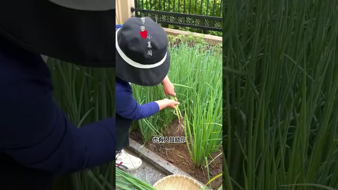 226 πΎππ₯π»π΅ #healthyfood #veggie #fruit #dinner #agro 226 πΎππ₯π»π΅ #healthyfood #veggie #fruit #dinner #agro