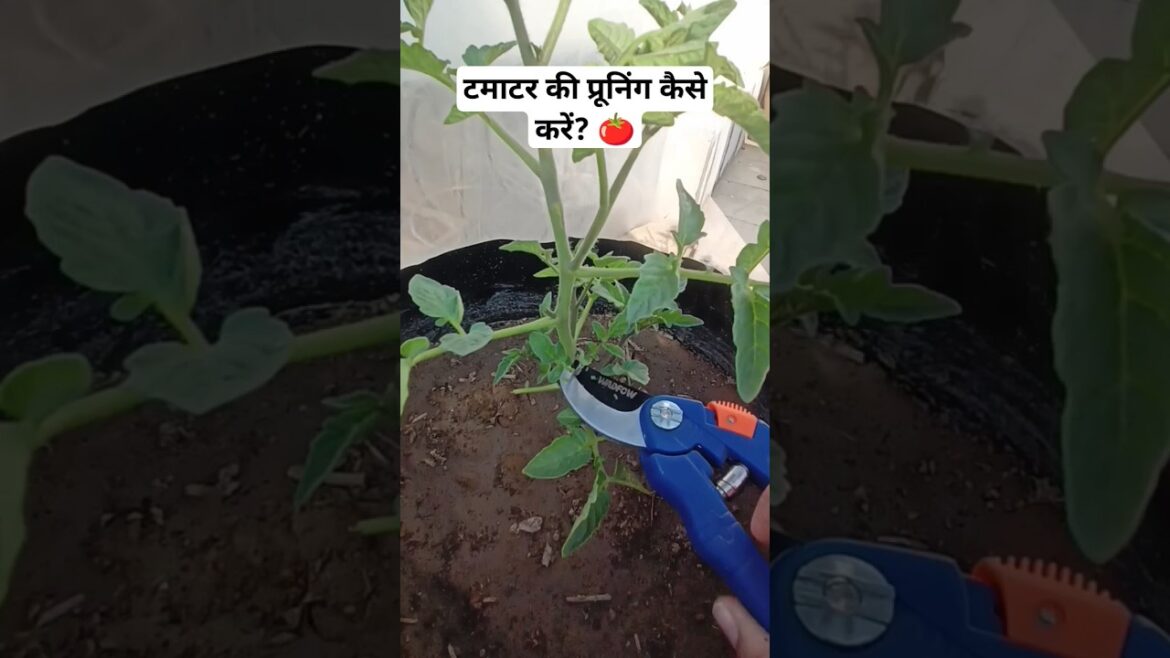 टमाटर की प्रूनिंग कैसे करें और सकर्स को कैसे पहचाने How to Prune Tomato Plants: Cuts, Tips and More! टमाटर की प्रूनिंग कैसे करें और सकर्स को कैसे पहचाने How to Prune Tomato Plants: Cuts, Tips and More!