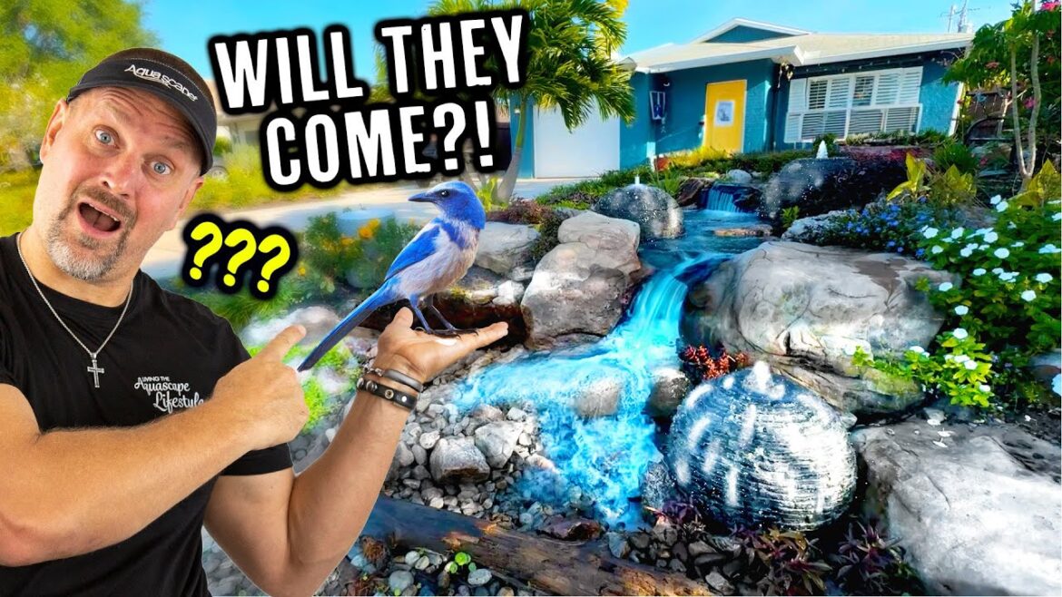 GREAT Front Yard Birds Love GREAT Front Yard Birds Love