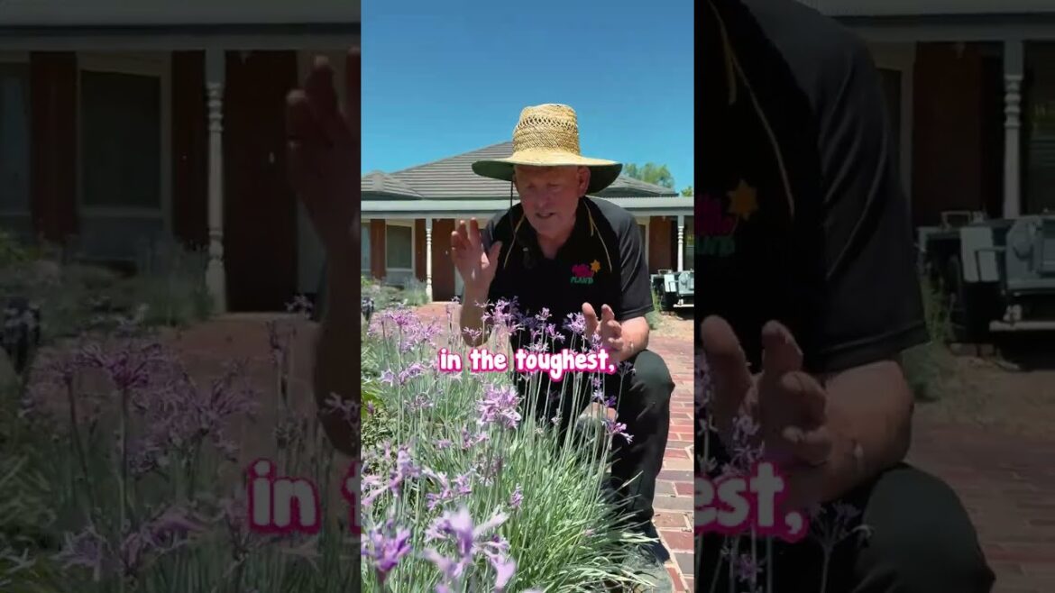 Here’s the Plant to Add Delight to Your Garden – Society Garlic.