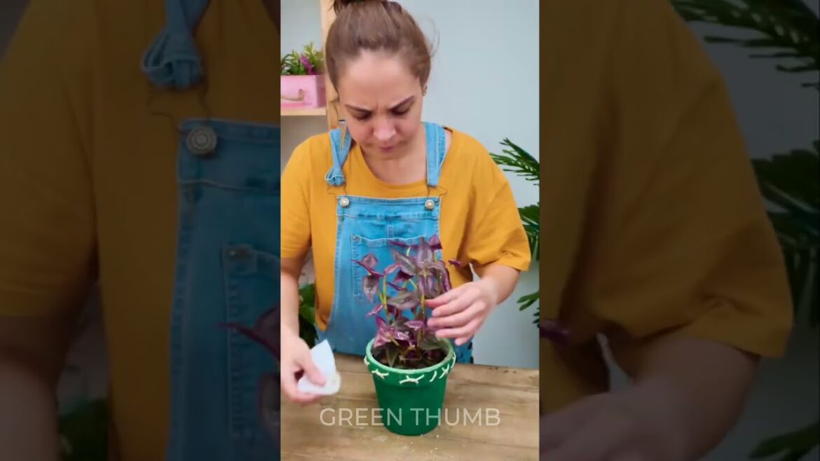 Super Unusual Planting Ideas for Vibrant Plant Lovers 🌷