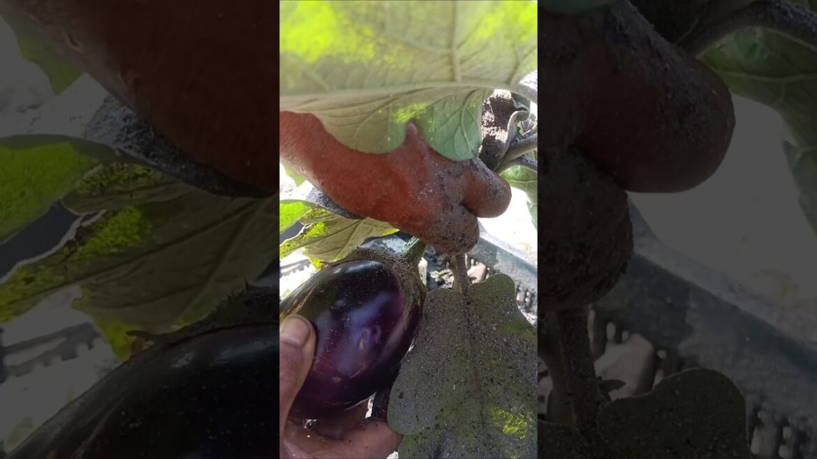 Vegetable Harvesting 🍆 #shorts #ytshorts #vegetables #bagun #viral #trending #gardening #brinjal