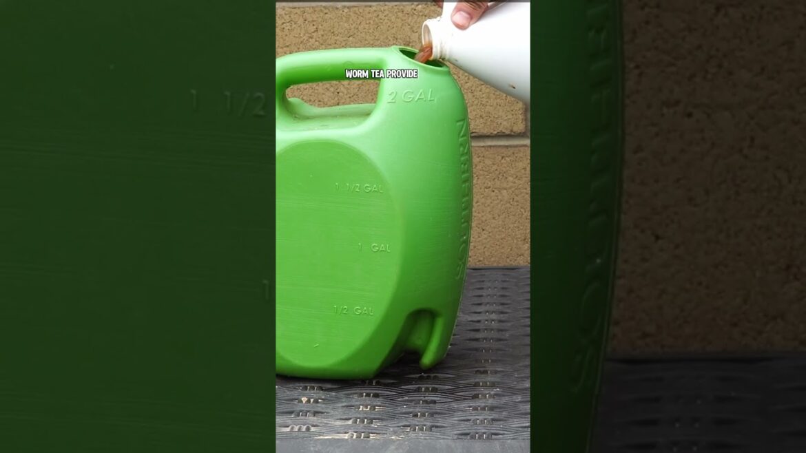 California Gardening: How to Fertilize Young Seedlings: Worm Tea & Compost Tea Tips! How to Fertilize Young Seedlings: Worm Tea & Compost Tea Tips!