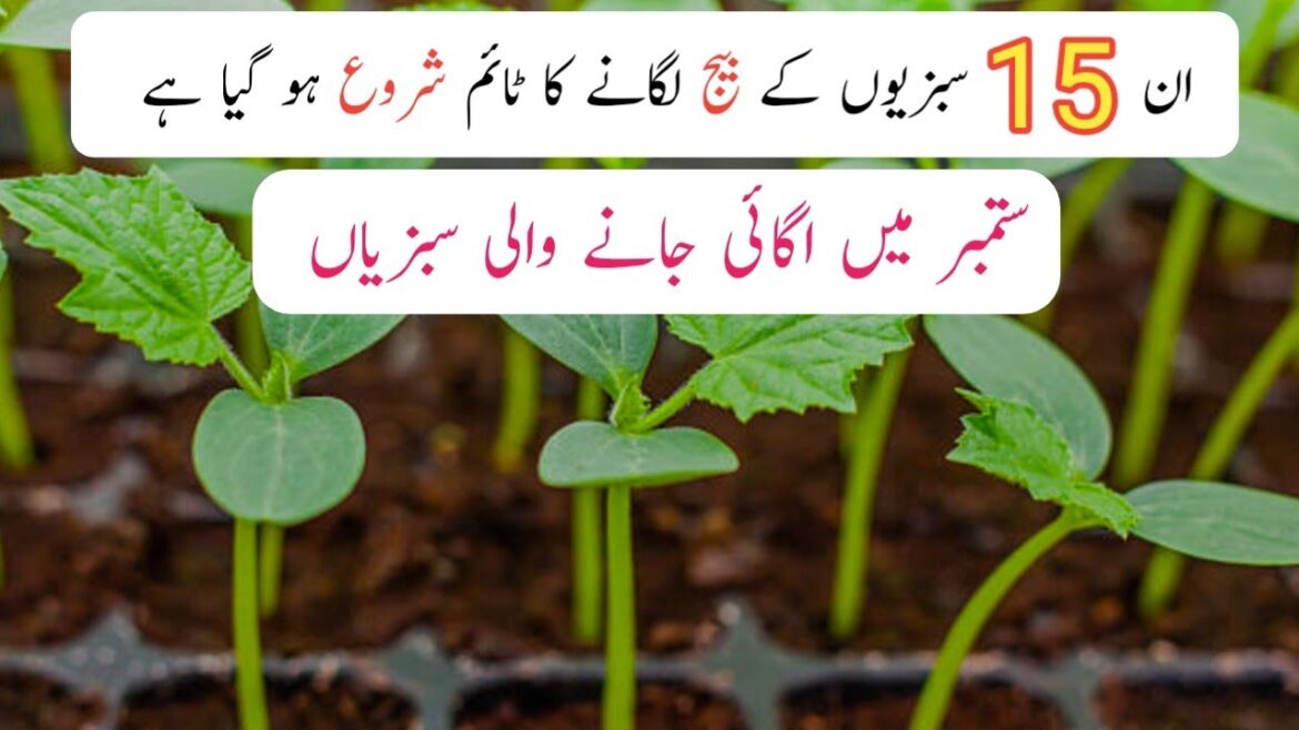 September me ugai jane wali sabziyan | 15 Vegetables sow in September. September me ugai jane wali sabziyan | 15 Vegetables sow in September.