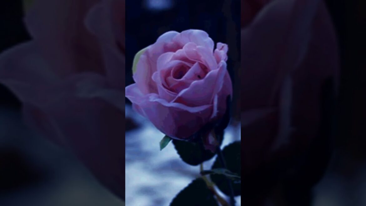 Beautiful natural flowers #flowers#beautifulflowers#nature #rose#naturalflowers#rosegarden #videos Beautiful natural flowers #flowers#beautifulflowers#nature #rose#naturalflowers#rosegarden #videos