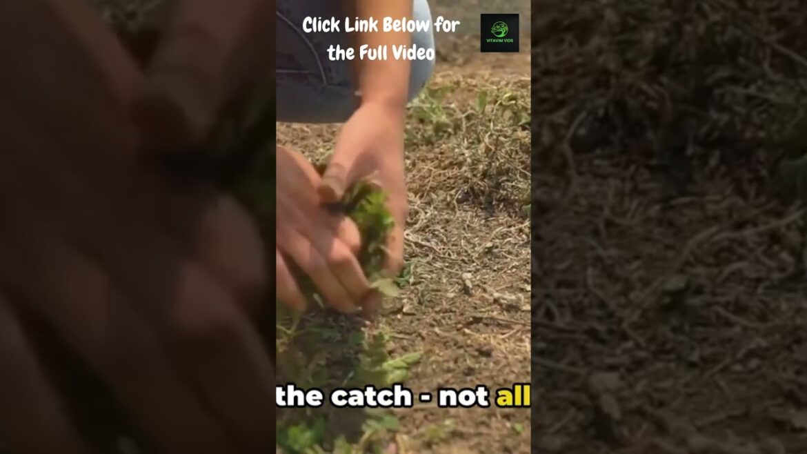 Summer's HOTTEST Edible Weeds to Forage for FREE!