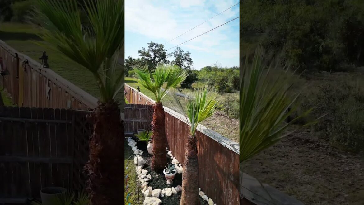 Another successful #palmtrees install! 🌴 #landscape #landscaping #construction #backyard