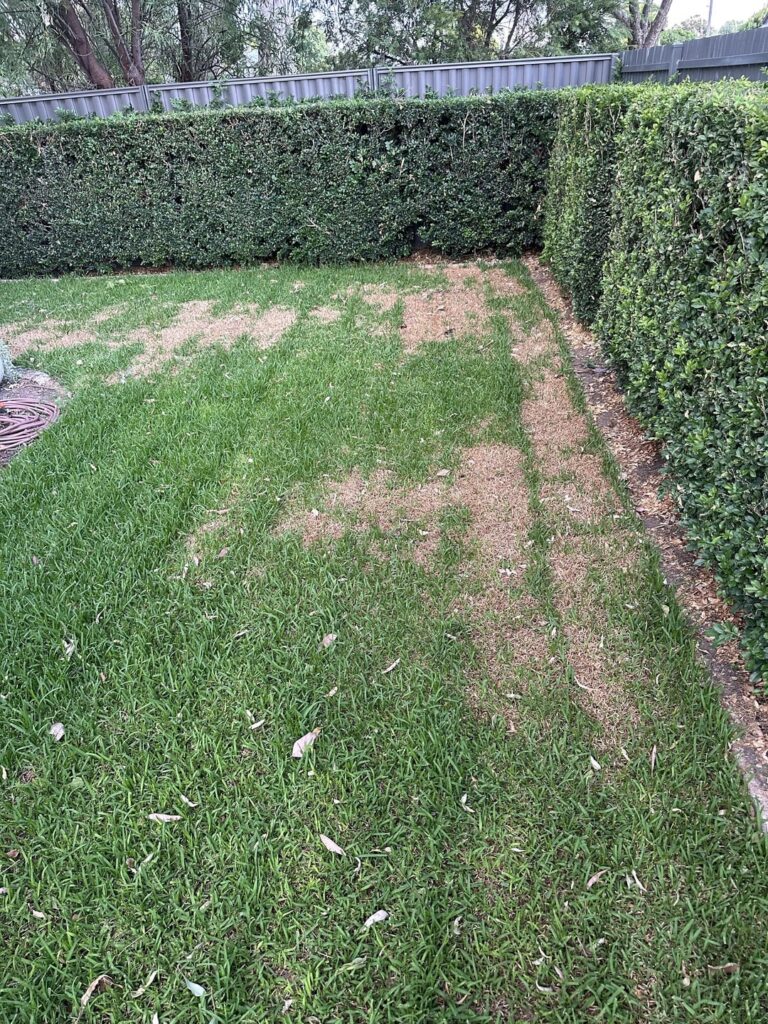 Patchy fresh buffalo grass! Patchy fresh buffalo grass!