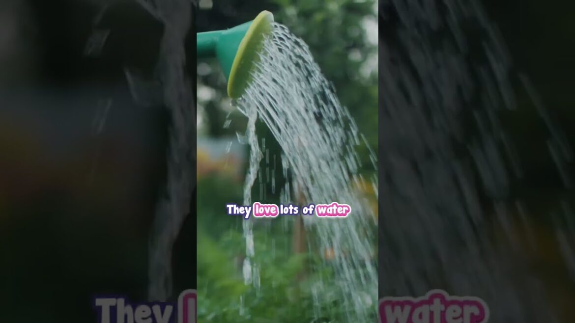 Now ANYONE Can Have Hydrangeas.