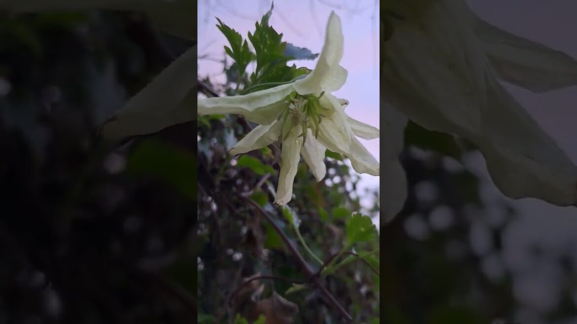 Winter and Spring Flowers – Clematis Montana Rubens (Pink Anemone) #clematis #springflowers #shorts Winter and Spring Flowers - Clematis Montana Rubens (Pink Anemone) #clematis #springflowers #shorts