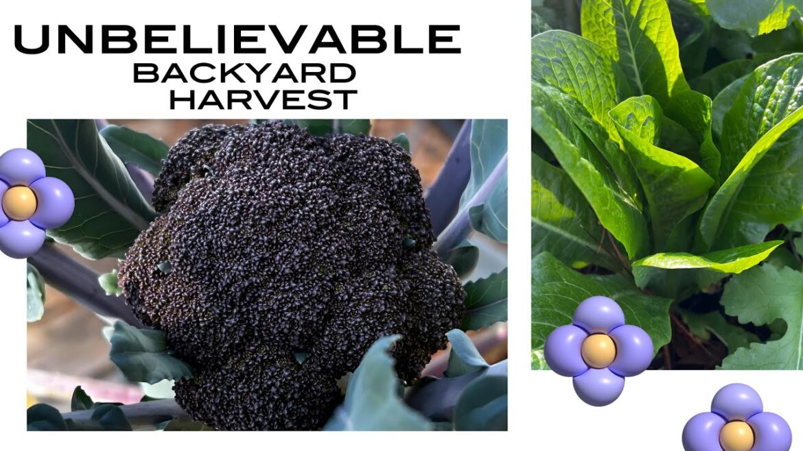 Unbelievable Backyard Harvest - No Grocery Store Needed!