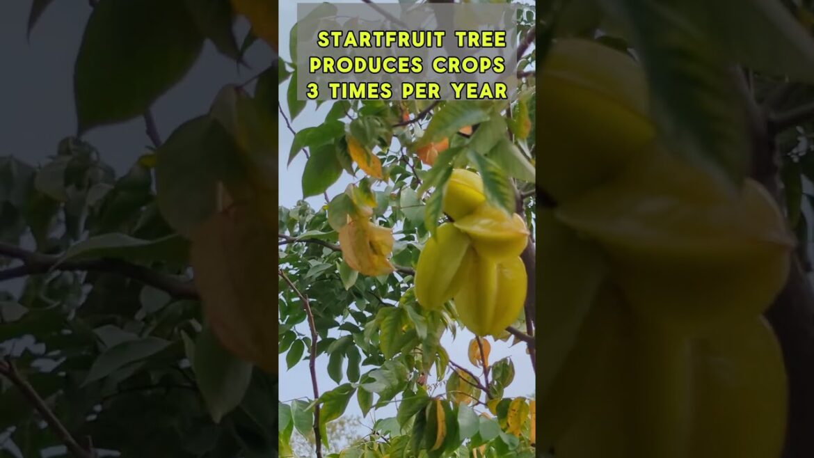Carambola or Startfruit tree produces crops 3 times per year #starfruits #carambola  #gardening