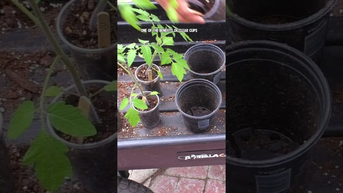 California Gardening: DIY Seed Starting Hacks: Save Money with Plastic Cups! DIY Seed Starting Hacks: Save Money with Plastic Cups!