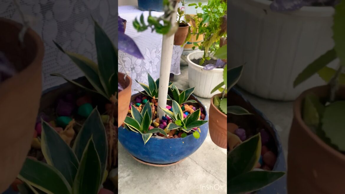 Snake plant | Gardening tips for beginners #snake plant care tips #ytshortsvideo