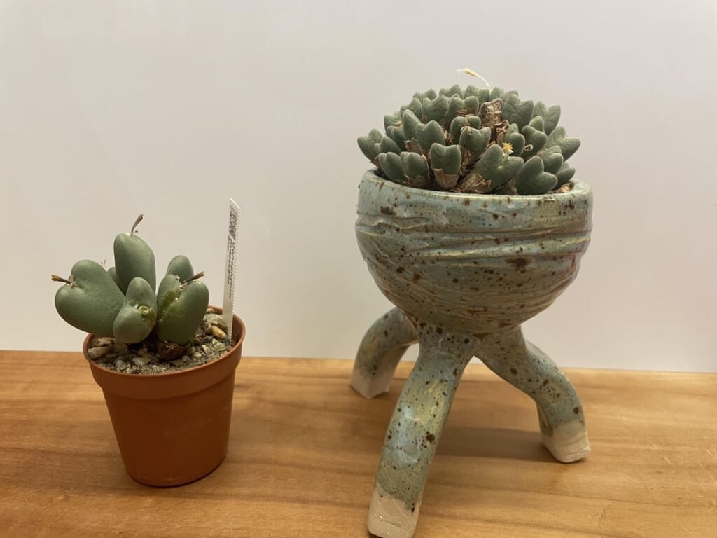 Conophytum care help Conophytum care help