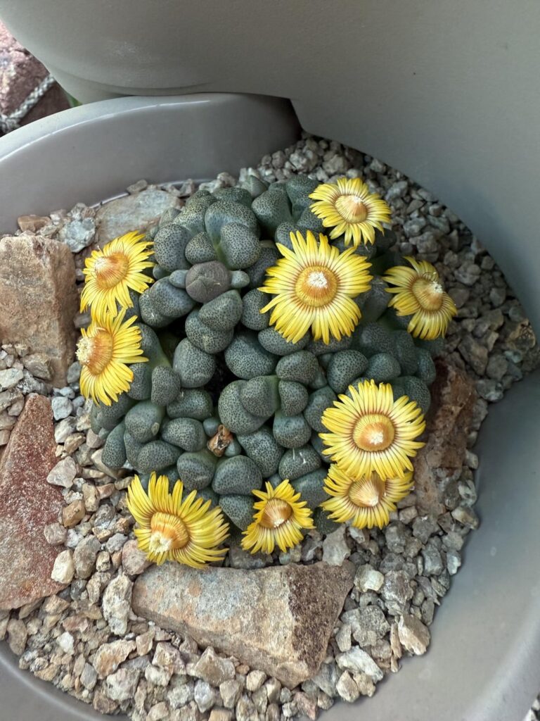 Aloinopsis schooneesii and Gibbaeum dispar flowering. Love my winter growers.