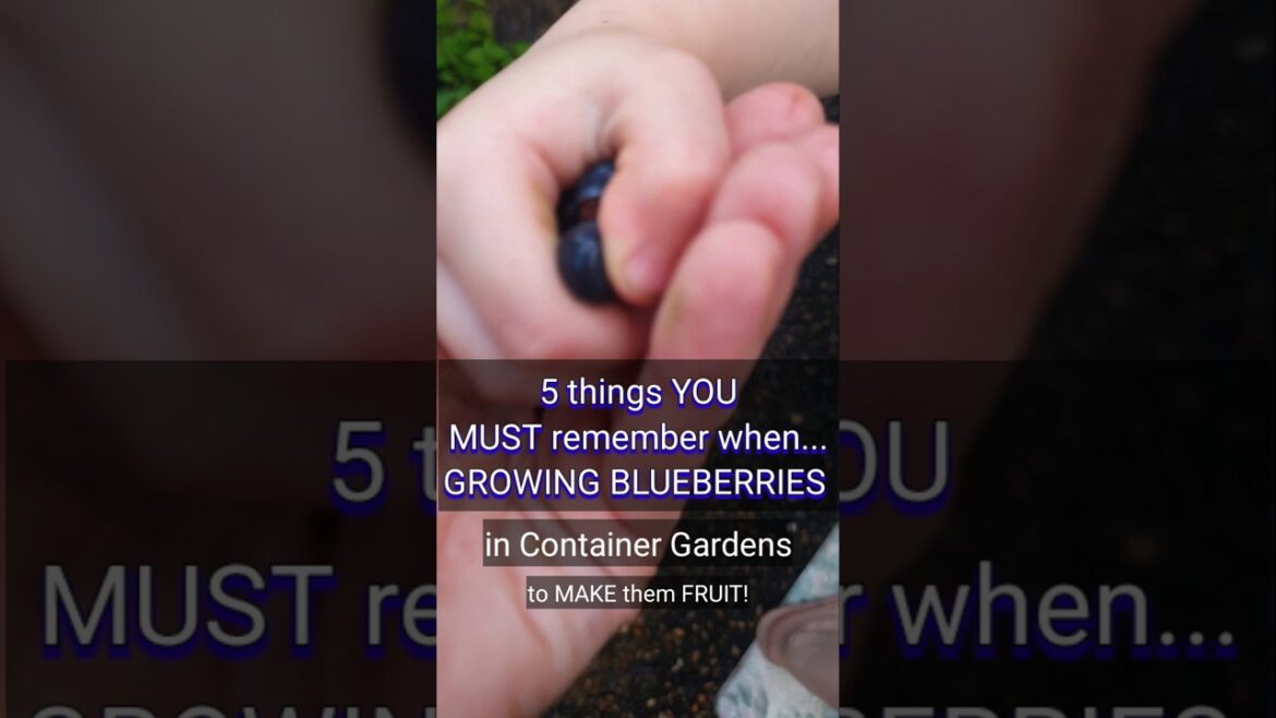 5 EASY Blueberry Tips for Container Gardens: How to Grow Organic Fruit at home! #gardeningtips #tips 5 EASY Blueberry Tips for Container Gardens: How to Grow Organic Fruit at home! #gardeningtips #tips