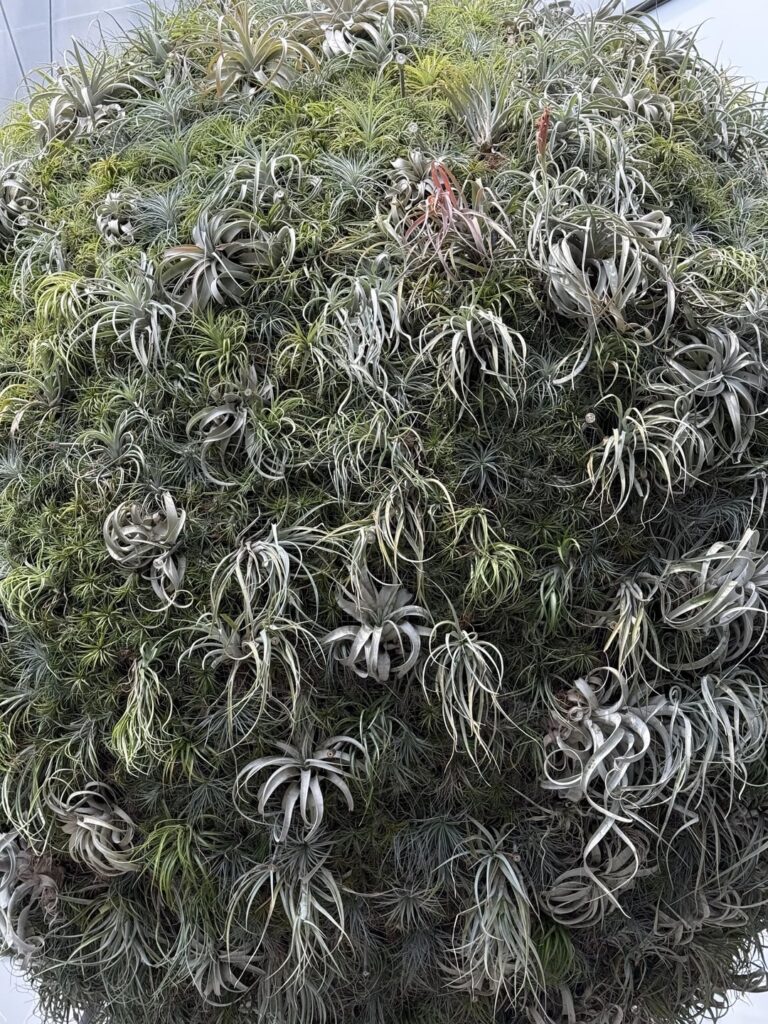 Airplant galore ( Jewel, Singapore )