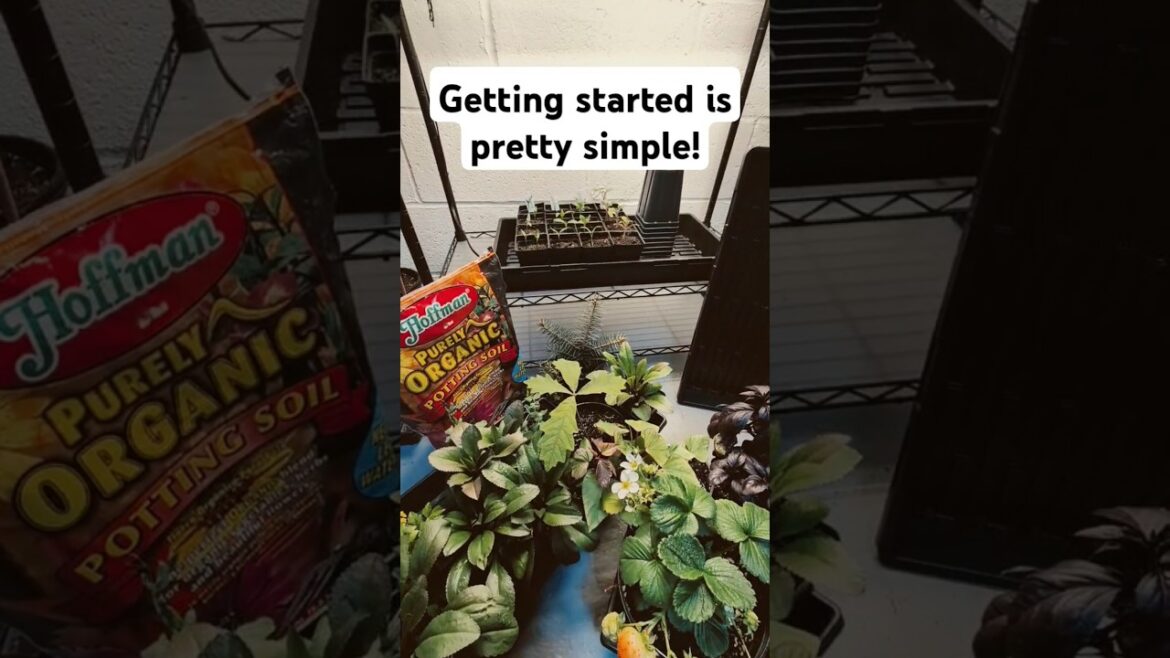 🌱 I've been growing all winter long in cold NJ ❄️ here is how my system is set up #diy #nj #veg