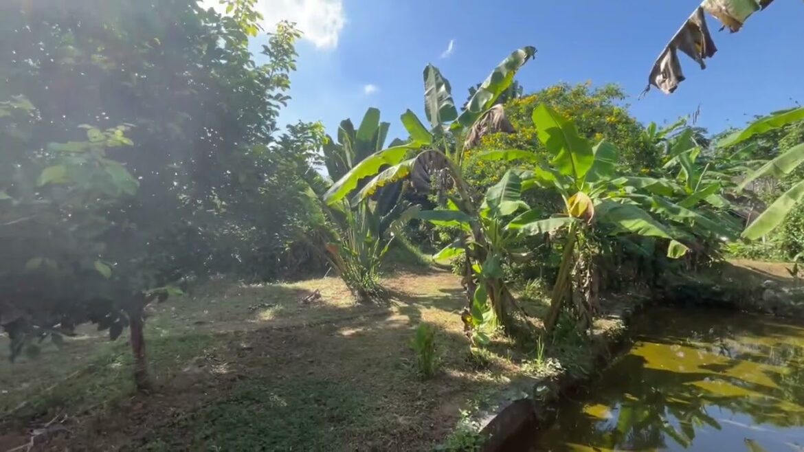4 Garden Houses and Various Fruit Trees for Sale in Thai Mueang, Phangnga 4 Garden Houses and Various Fruit Trees for Sale in Thai Mueang, Phangnga