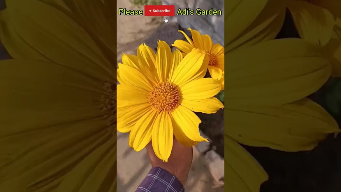 Mexican Sunflower 🌻 #sunflower #shorts #flowers #youtubeshorts #bengali #garden #bengali Mexican Sunflower 🌻 #sunflower #shorts #flowers #youtubeshorts #bengali #garden #bengali