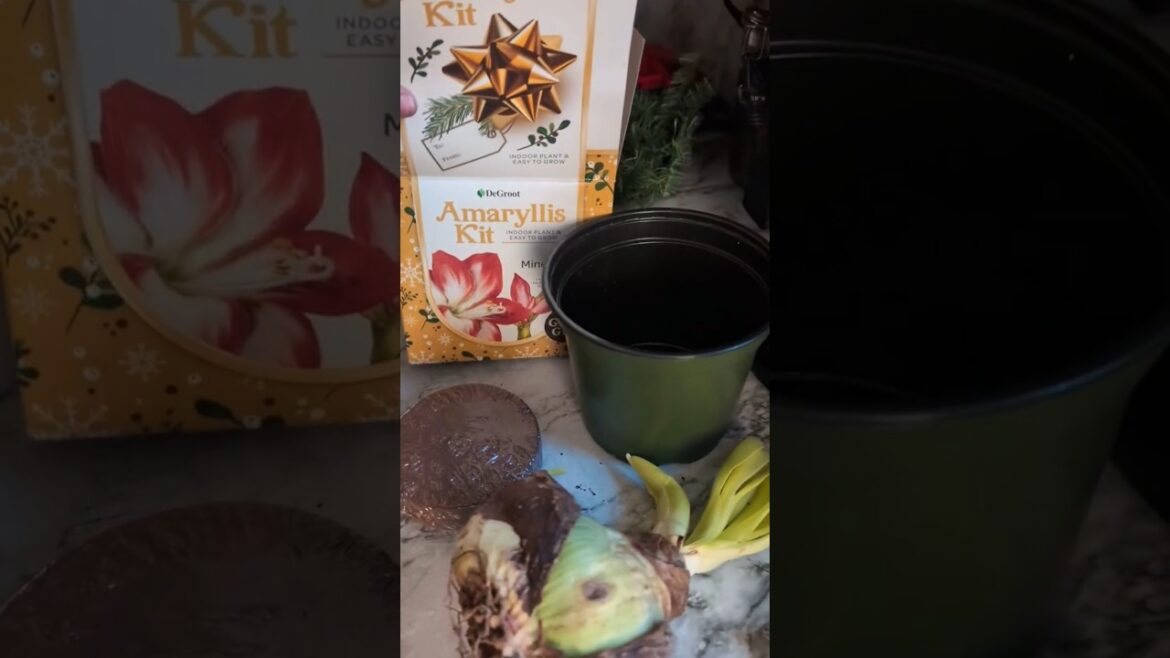 Tractor supply has amaryllis kits #flower #flowers #christmas #plants #plant #amaryllis #gardening