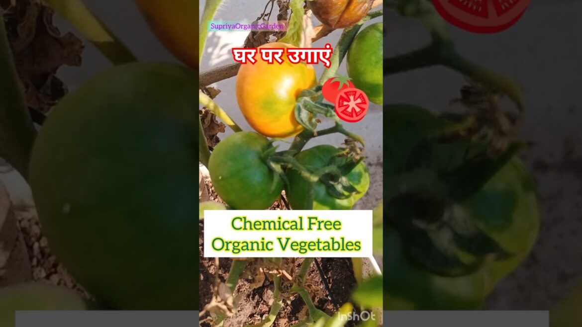 👍🥕घर पर ऐसे उगाई सब्जियां 🍅🫛Vegetable Gardening #trending #shorts #short #viralshorts #gardening #yt 👍🥕घर पर ऐसे उगाई सब्जियां 🍅🫛Vegetable Gardening #trending #shorts #short #viralshorts #gardening #yt
