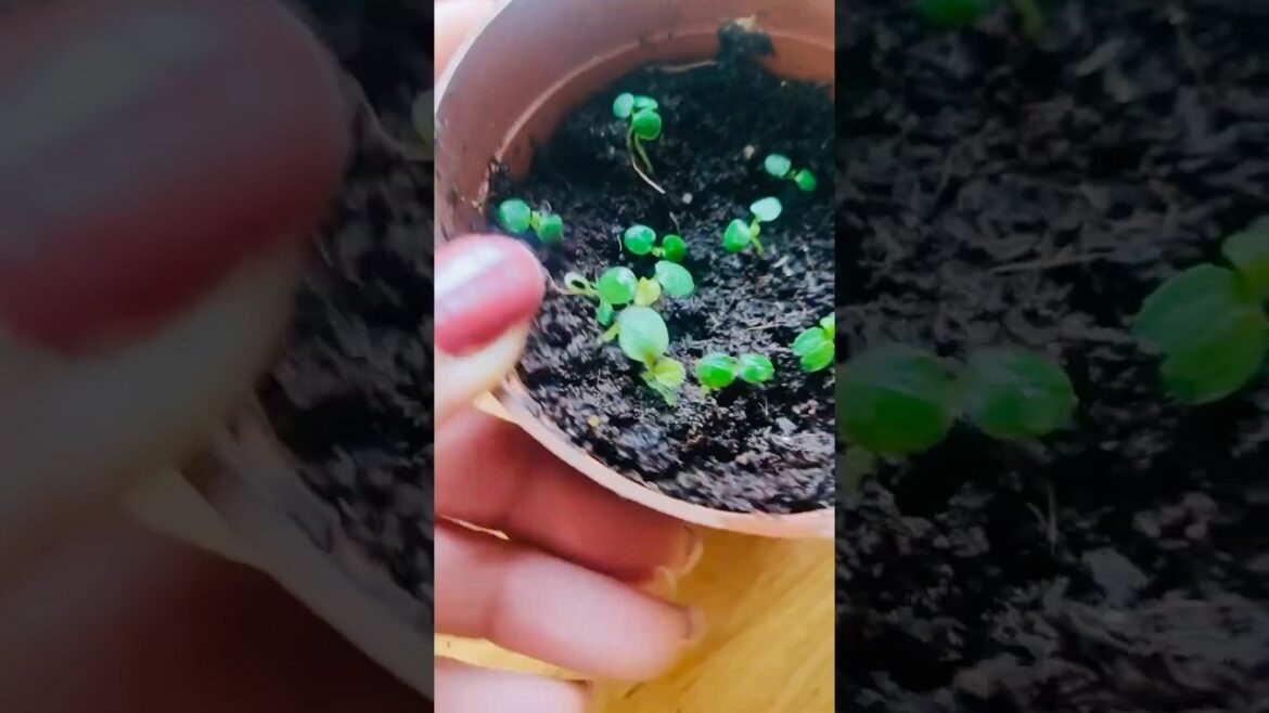 How to Grow Kiwi 🥝 plants at home #gardening#telugushorts#ytshorts How to Grow Kiwi 🥝 plants at home #gardening#telugushorts#ytshorts