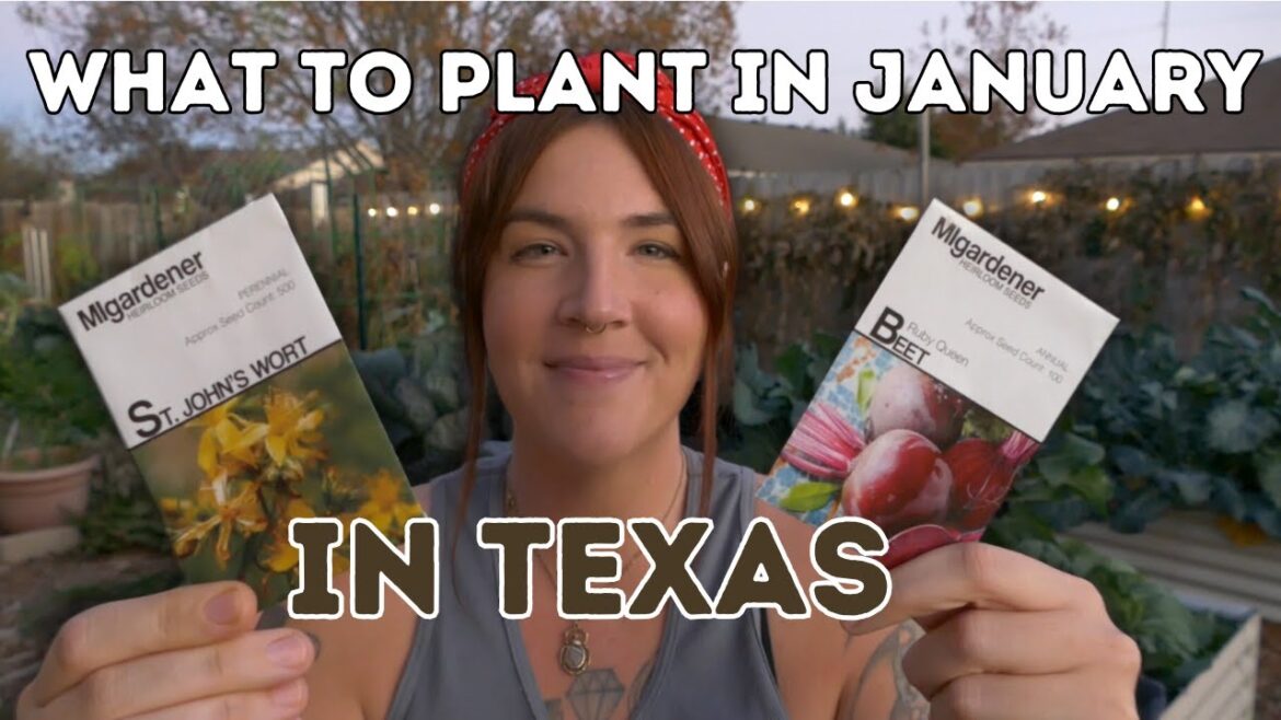 What to plant in January in TEXAS!