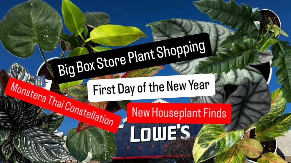 Big Box Store Plant Shopping New Houseplants for 2025 First Day of the Year Monstera Thai Con Plant