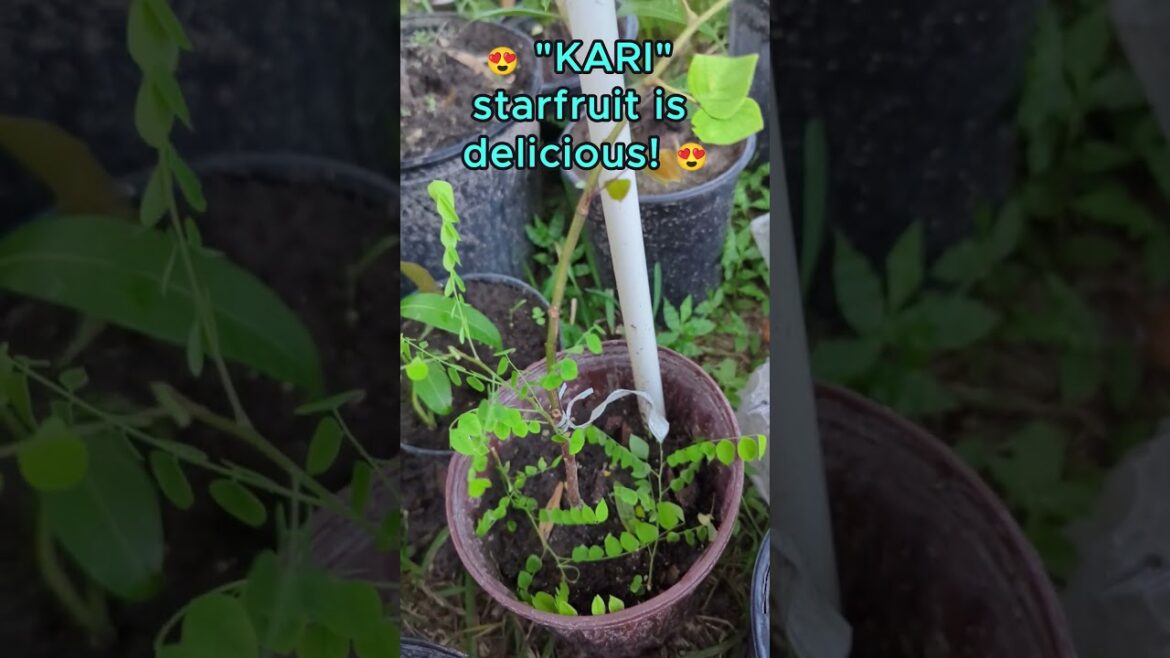 Grafted starfruit - remove leaves growing on rootstock.😍"Kari" Starfruit Tree #starfruits #carambola