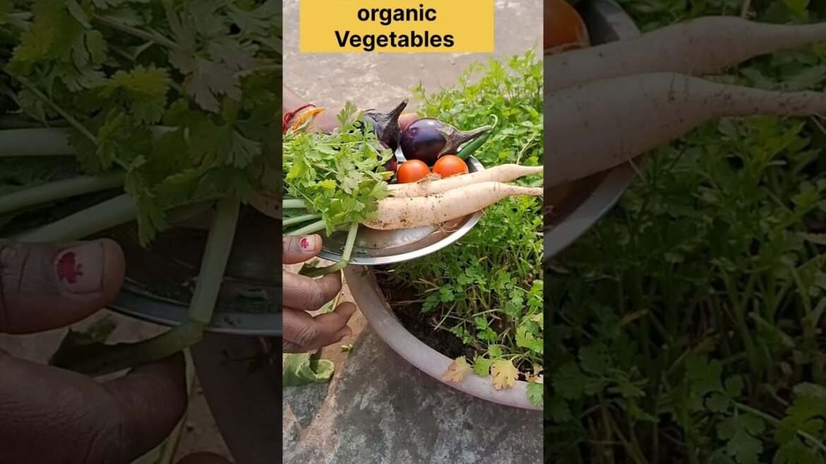 Winter vegetables harvesting from terracegarden #gardening  #vegetablegardening #kitchengardning