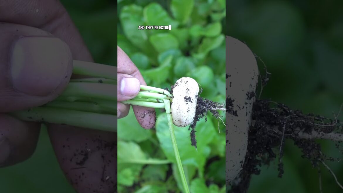 Early Maturing Radish Harvest: Sparkler, Crimson Giant, White Globe!