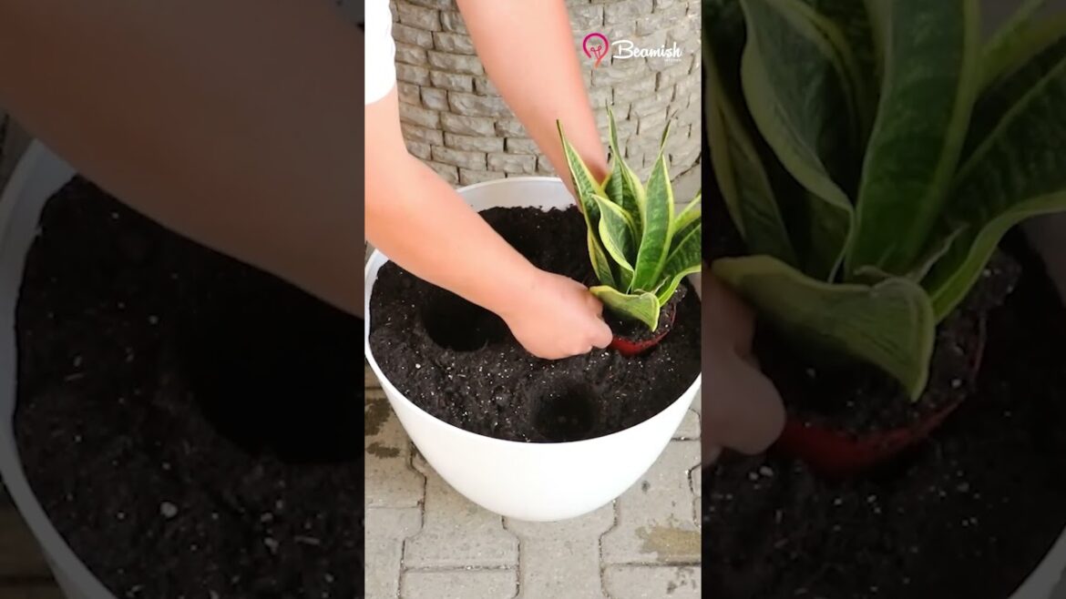 Flourish Your Indoor Garden with These Easy Hacks" #youtubeshorts #shorts