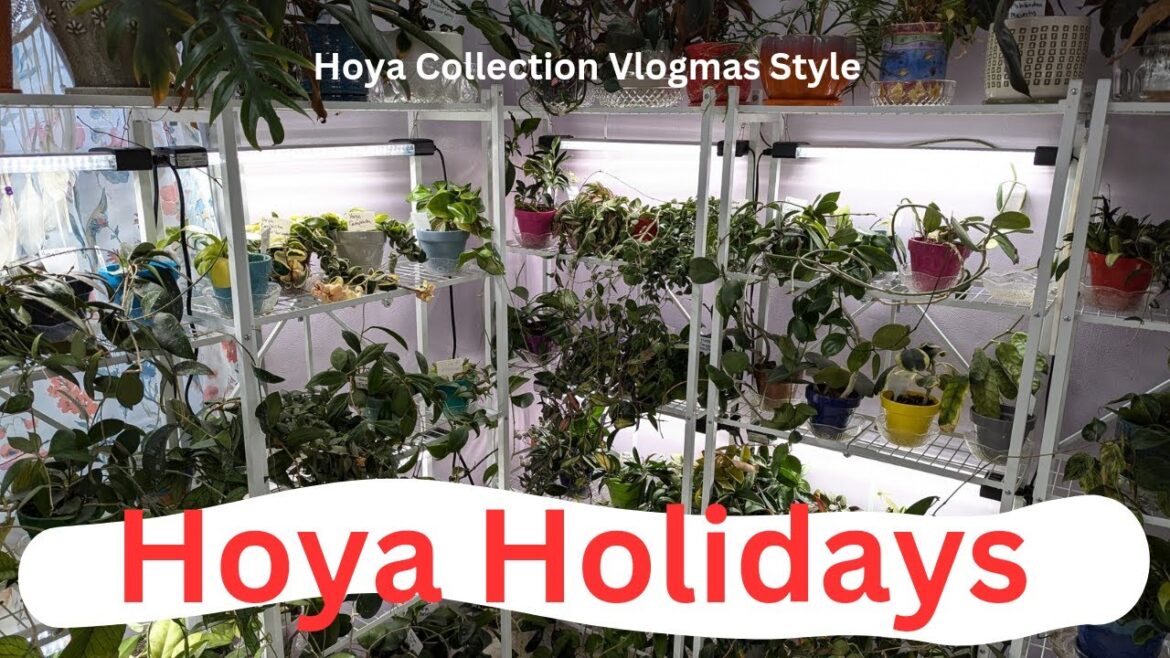 Hoya Holidays Day 23: Parasitica Black Margin & Hoya Plans & Wishlist Plants