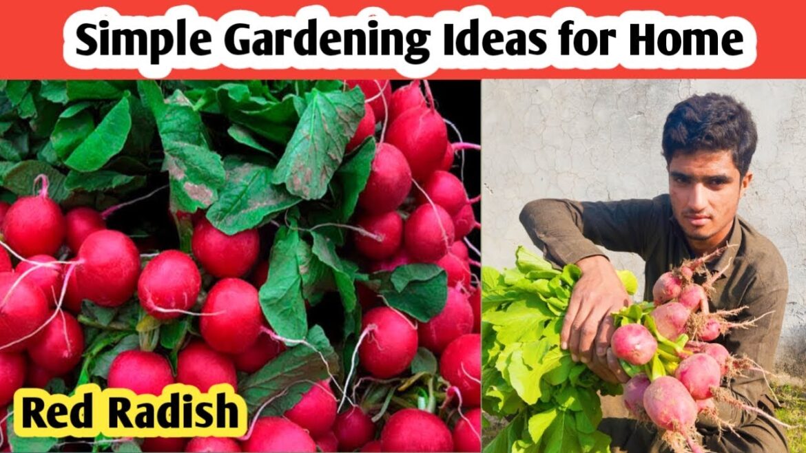 Simple Gardening Ideas for Home | Winter Vegetable Gardening | Gardening Sohail