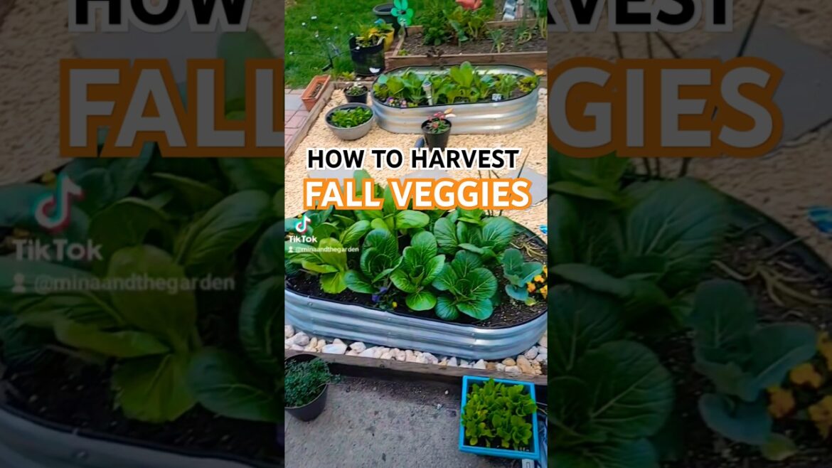 The BEST Harvesting method for a Continuous Supply #gardening #gardeningtips #harvesting #fallgarden
