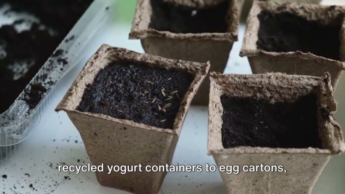 Organic Seed Starting: Tips for a Healthy Garden Organic Seed Starting: Tips for a Healthy Garden